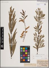 Foto von Salix eleagnos Scop.